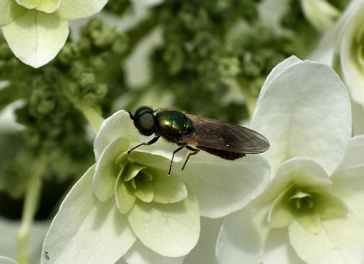 Chloromya sp. ?